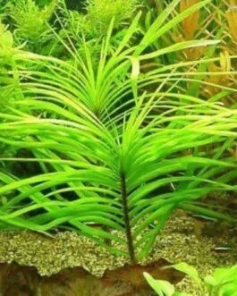 Eichhoria azurea(1 stem)