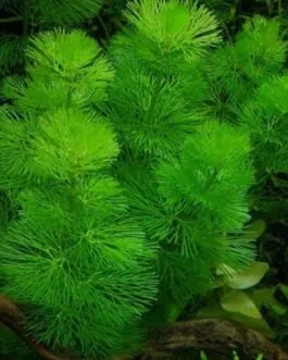 Green Cabomba(5 stem)