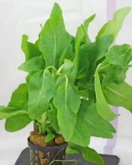 Gymnocoronis spilanthoides(3 stem)