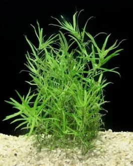 Heteranthera zoesterfolia(10 stem)
