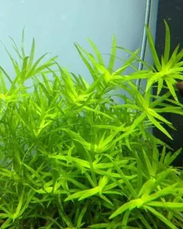 Heteranthera zoesterfolia(10 stem)