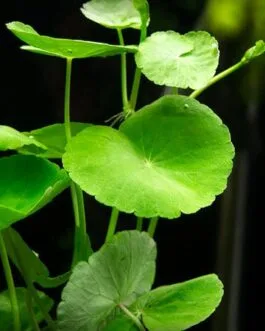 Hydrocotyle leucocephala(10 stem)