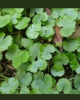 Hydrocotyle sibthorpioides(5 stem)