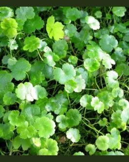 Hydrocotyle sibthorpioides(5 stem)