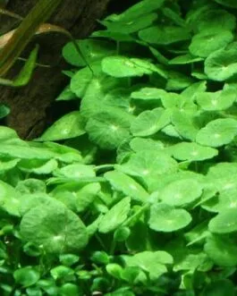 Hydrocotyle verticilata(10 stem)