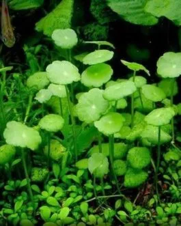 Hydrocotyle verticilata(10 stem)
