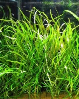 Hygrophila angustifolia(5 stem)