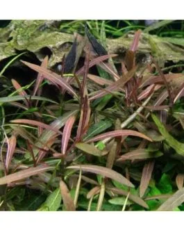 Hygrophila Araguaia(10 stem)