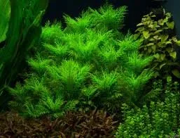 Hygrophila balsamica(3 stem)