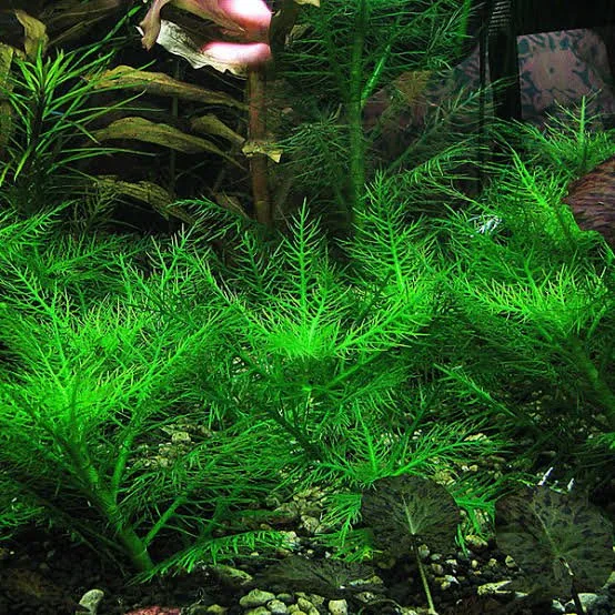 Aquatic Plants