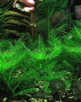 Hygrophila balsamica(3 stem)