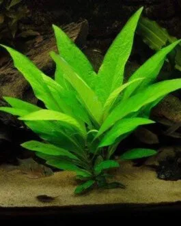 Hygrophila corymbosa(5 stem)