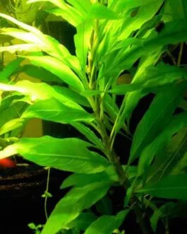 Hygrophila corymbosa(5 stem)