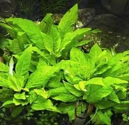 Hygrophila corymbosa Compacta(3 stem)