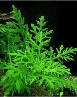 Hygrophila difformis(5 stem)