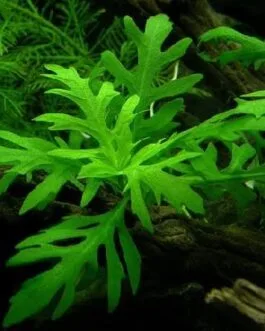 Hygrophila difformis(5 stem)