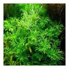 Hygrophila difformis Variegated(3 stem)