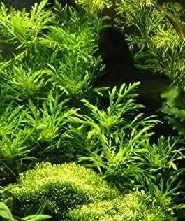 Hygrophila difformis Variegated(3 stem)