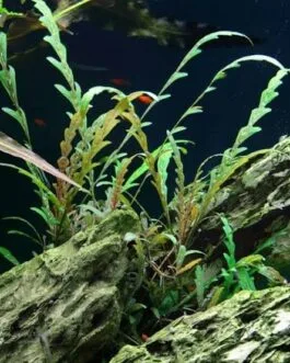 Hygrophila pinnatifida(1 stem)
