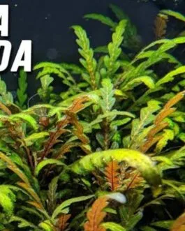 Hygrophila pinnatifida(1 stem)