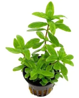 Hygrophila polysperma(5 stem)