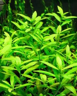 Hygrophila polysperma(5 stem)