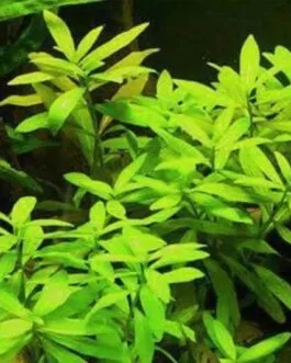 Hygrophila polysperma green(10 stem)