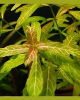 Hygrophila polysperma green(10 stem)