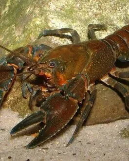 Malbrown Crayfish(1 pair)
