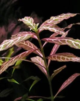 Hygrophila polysperma Variegated(5 stem)