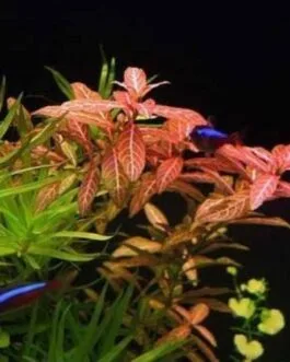 Hygrophila polysperma Variegated(5 stem)