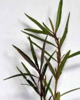 Hygrophila sp argue(5 stem)