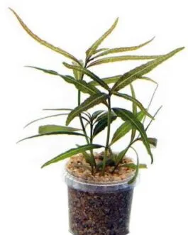Hygrophila sp argue(5 stem)