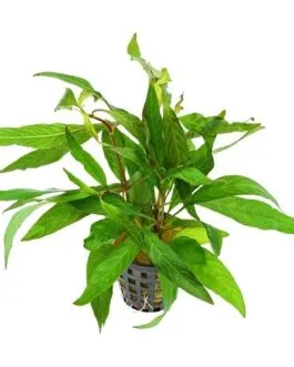 Hygrophila stricta(5 stem)