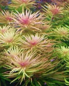 Limnophila Aromatica (10 stem)