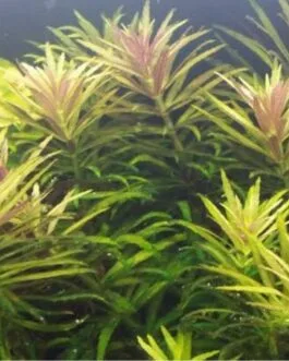 Limnophila aromatica (5 stem)
