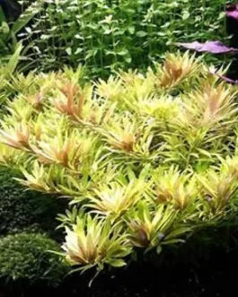 Limnophila aromatica mini(5 Stem)