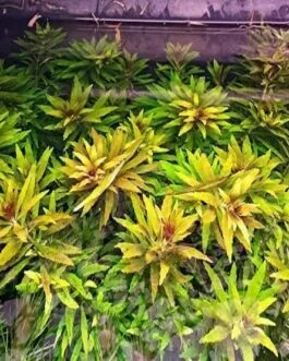 Limnophila aromatica mini(5 Stem)