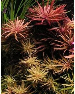Limnophila aromatica purple(5 stem)
