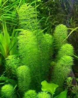 Limnophila indica mini(6stem)