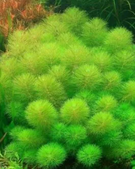 Limnophila indica mini(6stem)