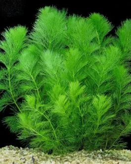 Limnophila indica(Ambulia) (5 stem)
