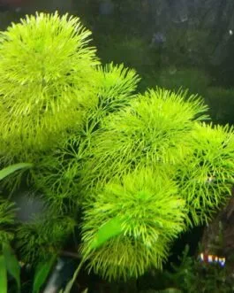 Limnophila indica(Ambulia) (5 stem)