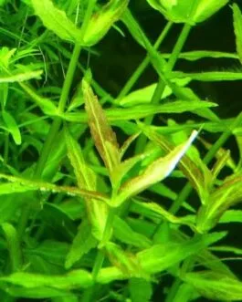 Limnophila repens (6 stem)