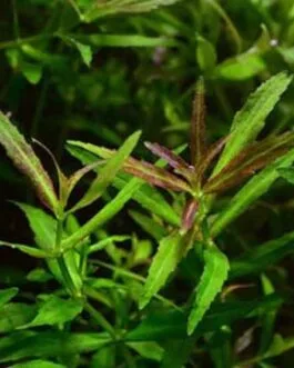 Limnophila repens (6 stem)