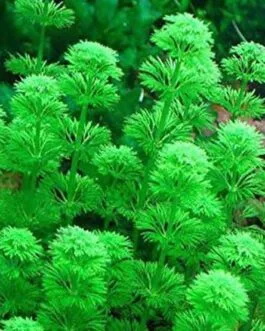 Limnophila sessiliflora(5 stem)