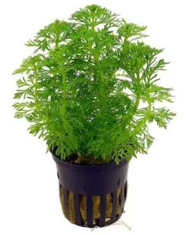 Limnophila sessiliflora(5 stem)