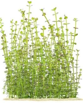 Lindernia sp (5 stem)