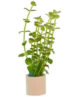 Lindernia sp (5 stem)