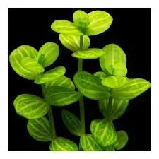 Lindernia sp Variegated limited quantity(5 stem)